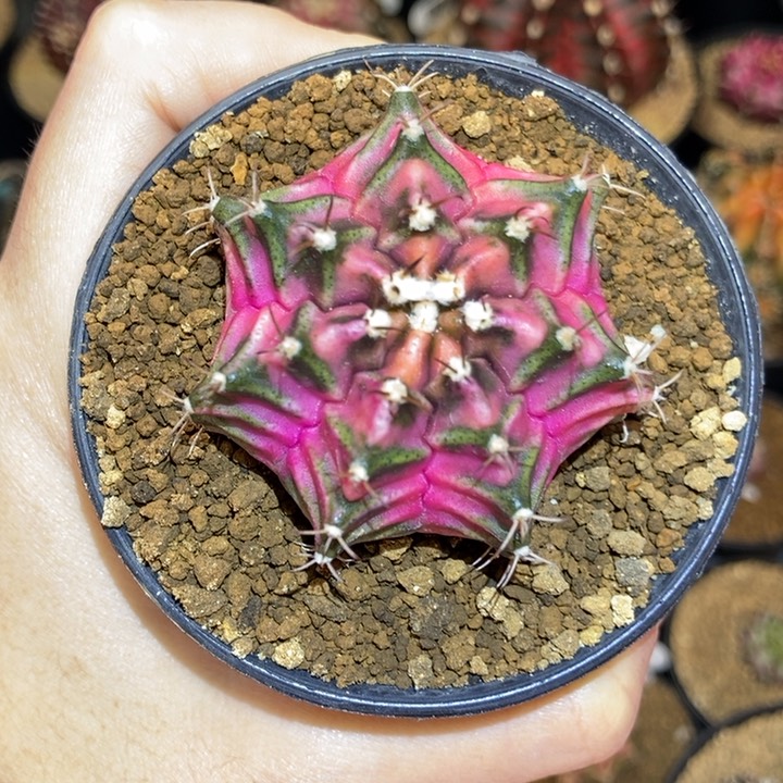 潜力股 米哈仙人球