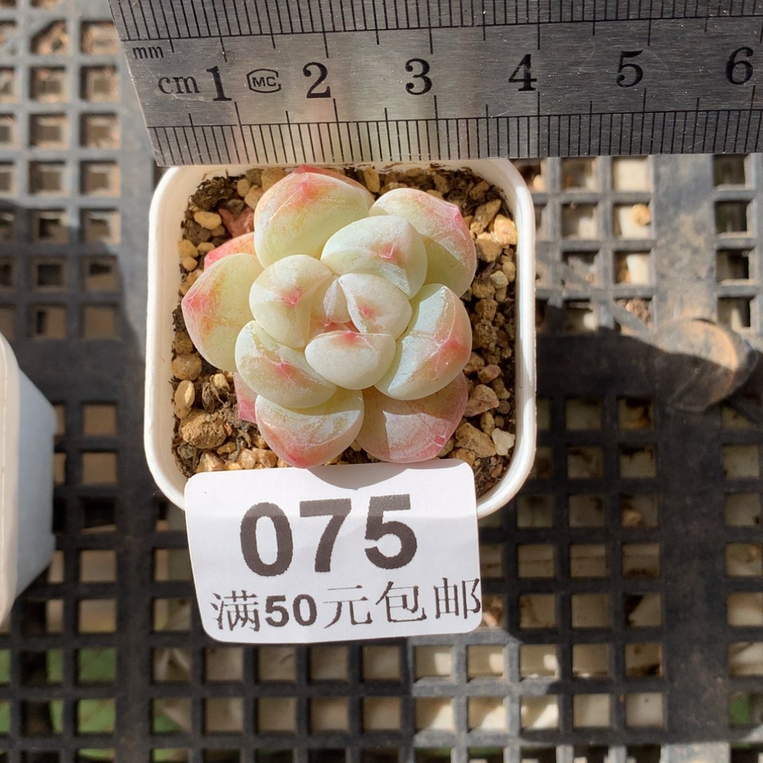 棒***）75。脱土发货。新粉送肉。