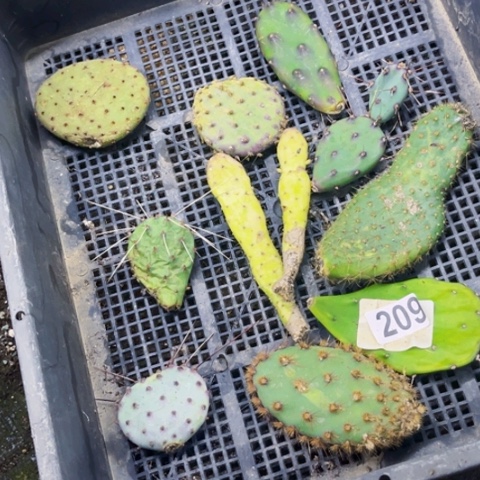 209仙人掌一筐一物一图如图