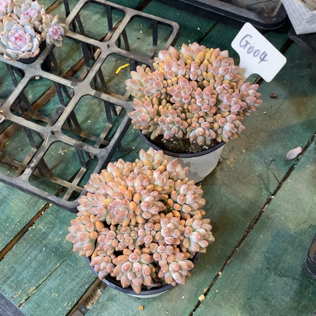 星黛露两个，4646646464646