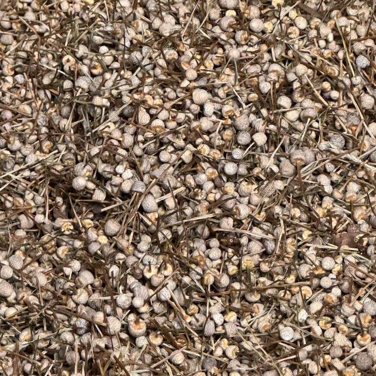 云南优选好物【小陈】夜光珠