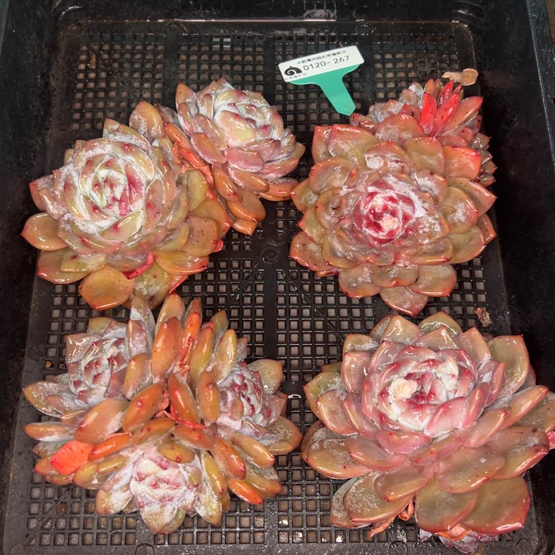 从前慢多肉精选编号0120.267