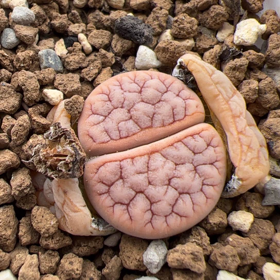 0105号雪岚 多肉植物