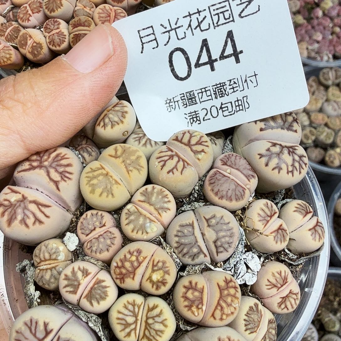 我***心是一个充满生机盎然之044哈哈