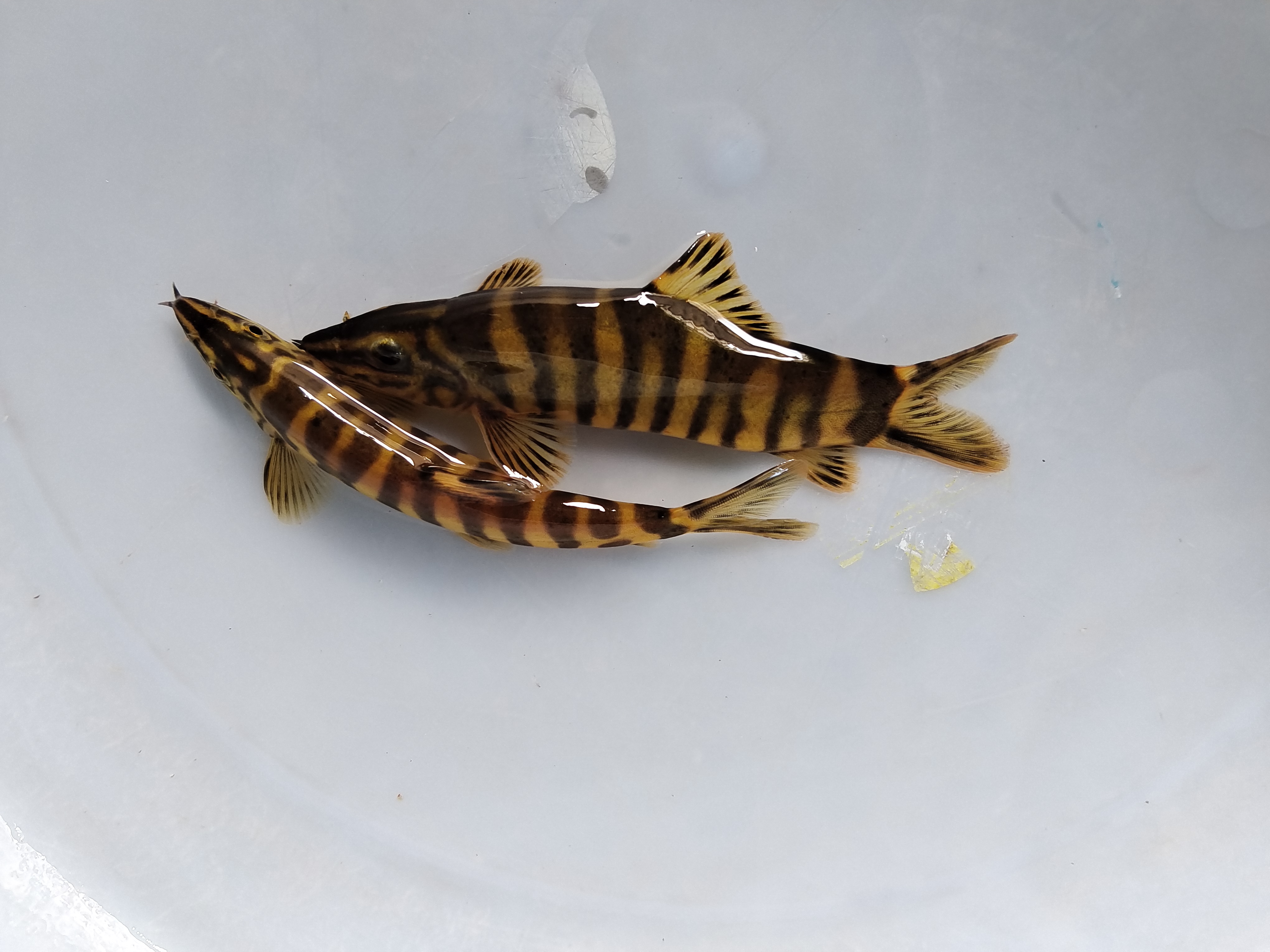 龙丁溪流斑马鱼沙鳅活体发