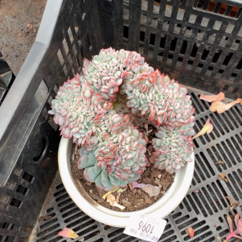 宝****宁1096玛瑙缀化