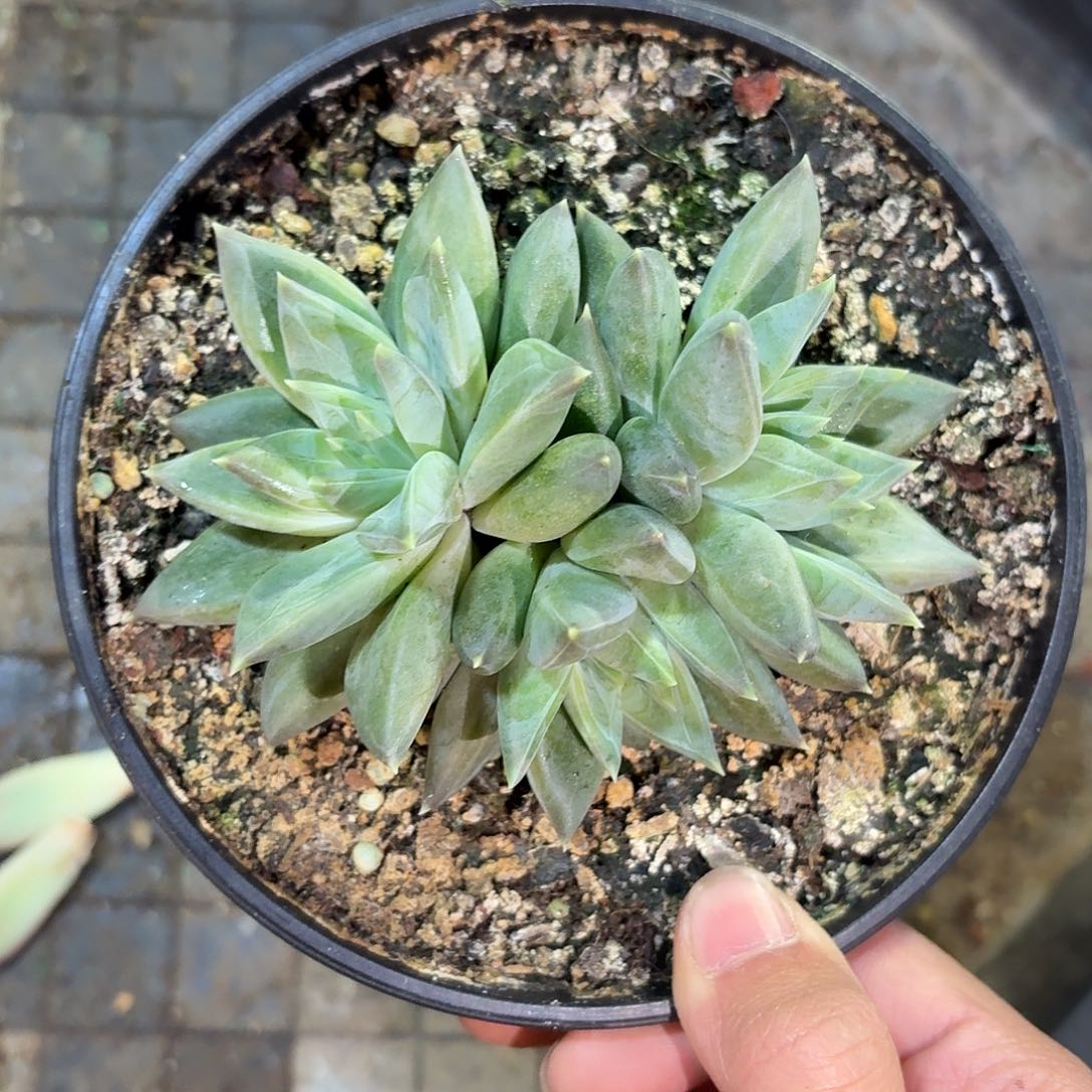 ****️牵手122225566666666676