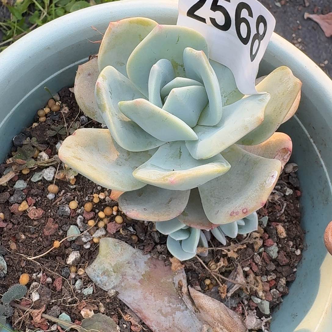 牙*1216194664646464