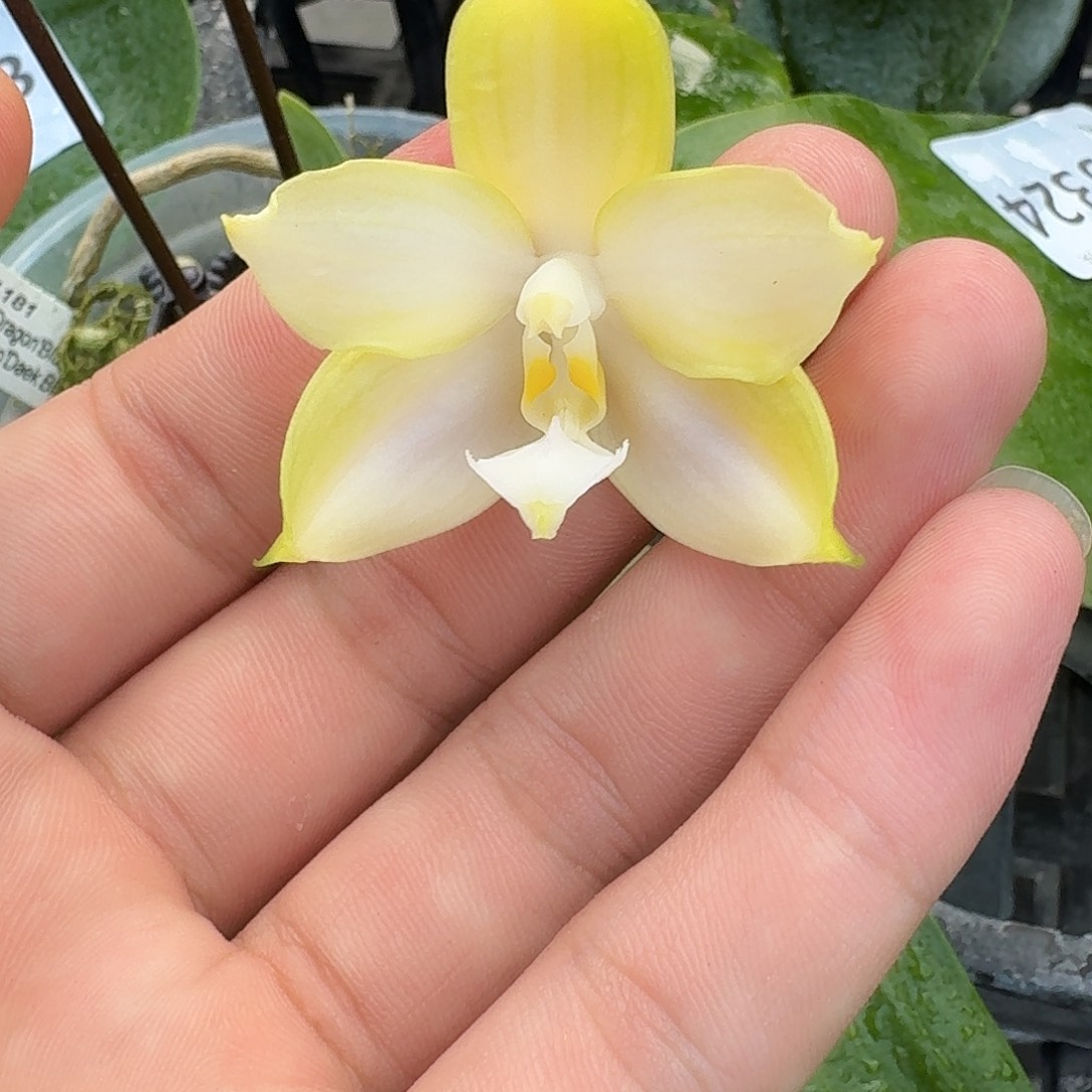 当前无花栽培后可以开花l173 瑕疵三寸ys1181