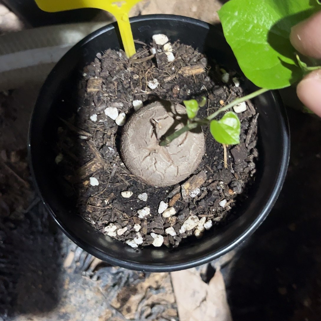 313龟甲龙86776886678