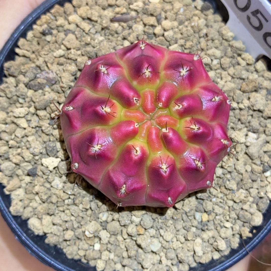 超推荐 米哈仙人球