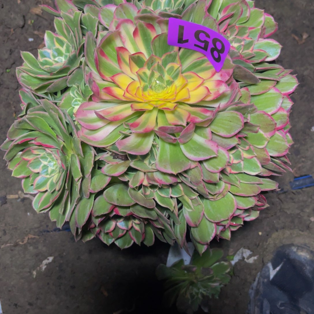 海燕法师26////16包邮