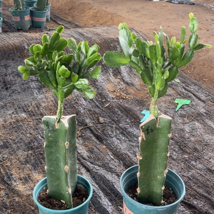 向***n28号红壤吧 000000000