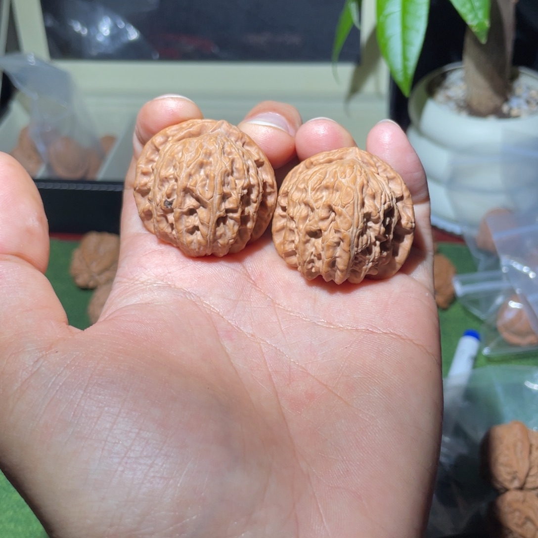 把件文玩核桃38白狮子