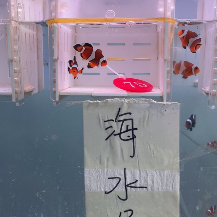 海水鱼精品公子礼服2条3-4