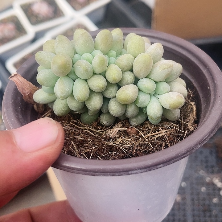 汤圆缀化50一盆88888888