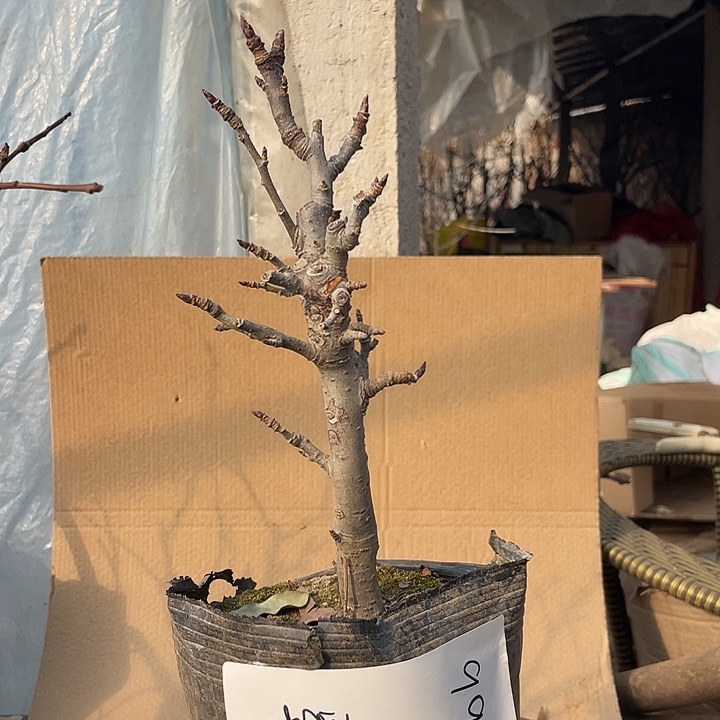 无花朵盆栽鸡心果，一物一拍