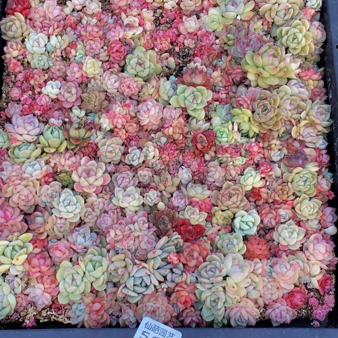 开*华569多肉植物保护研究所