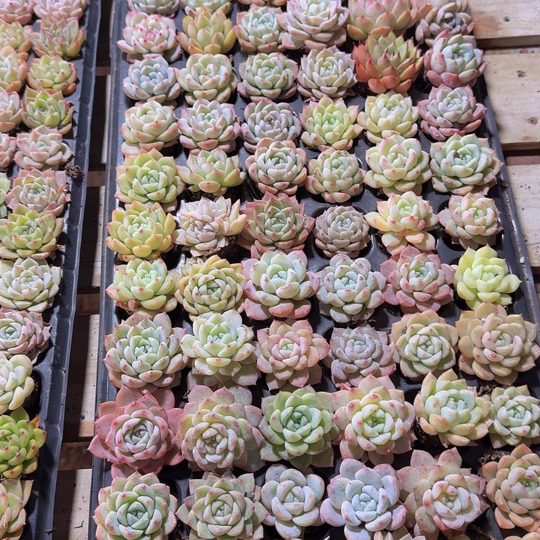 直播一物一拍福利37