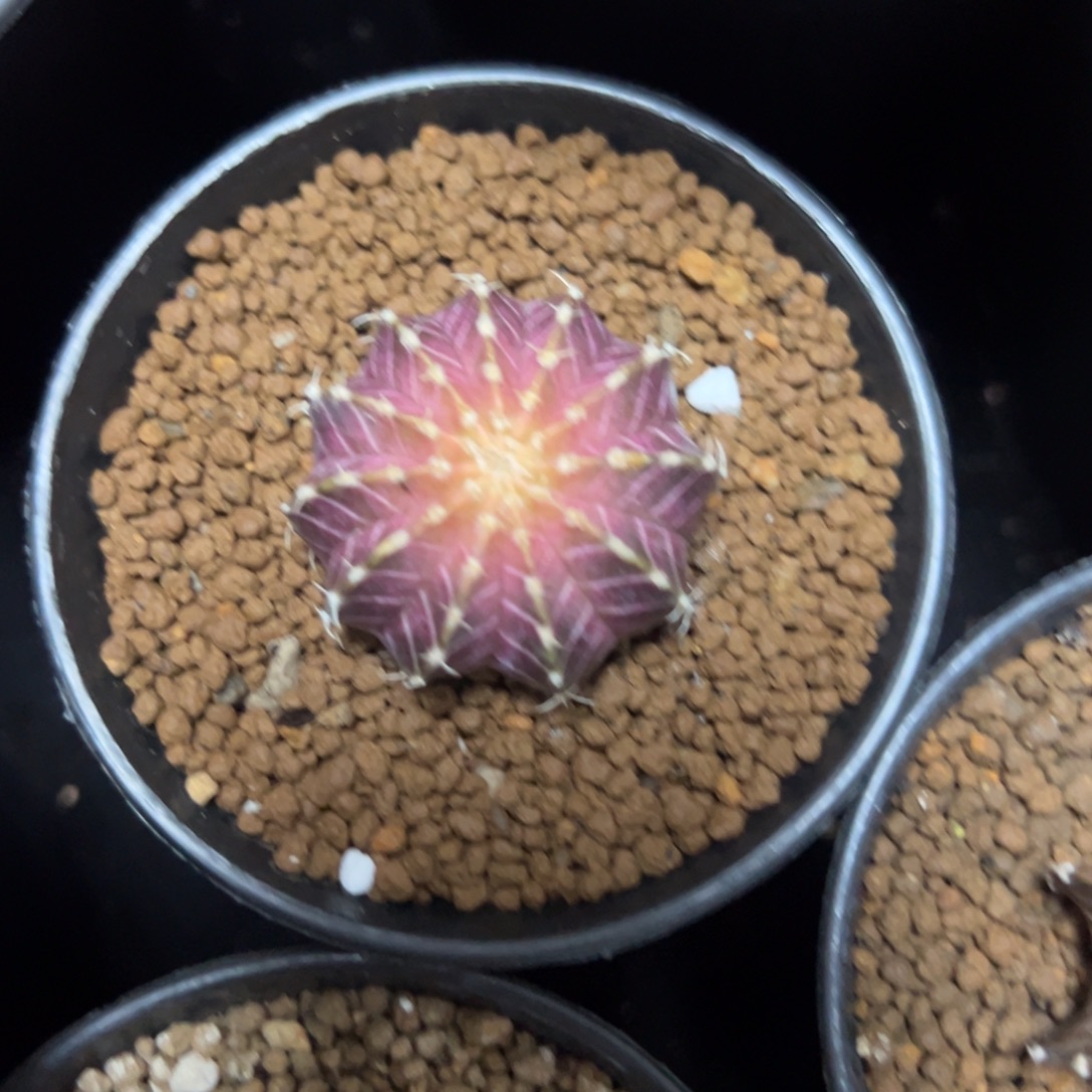 实生肋骨紫轮回带盆土发货