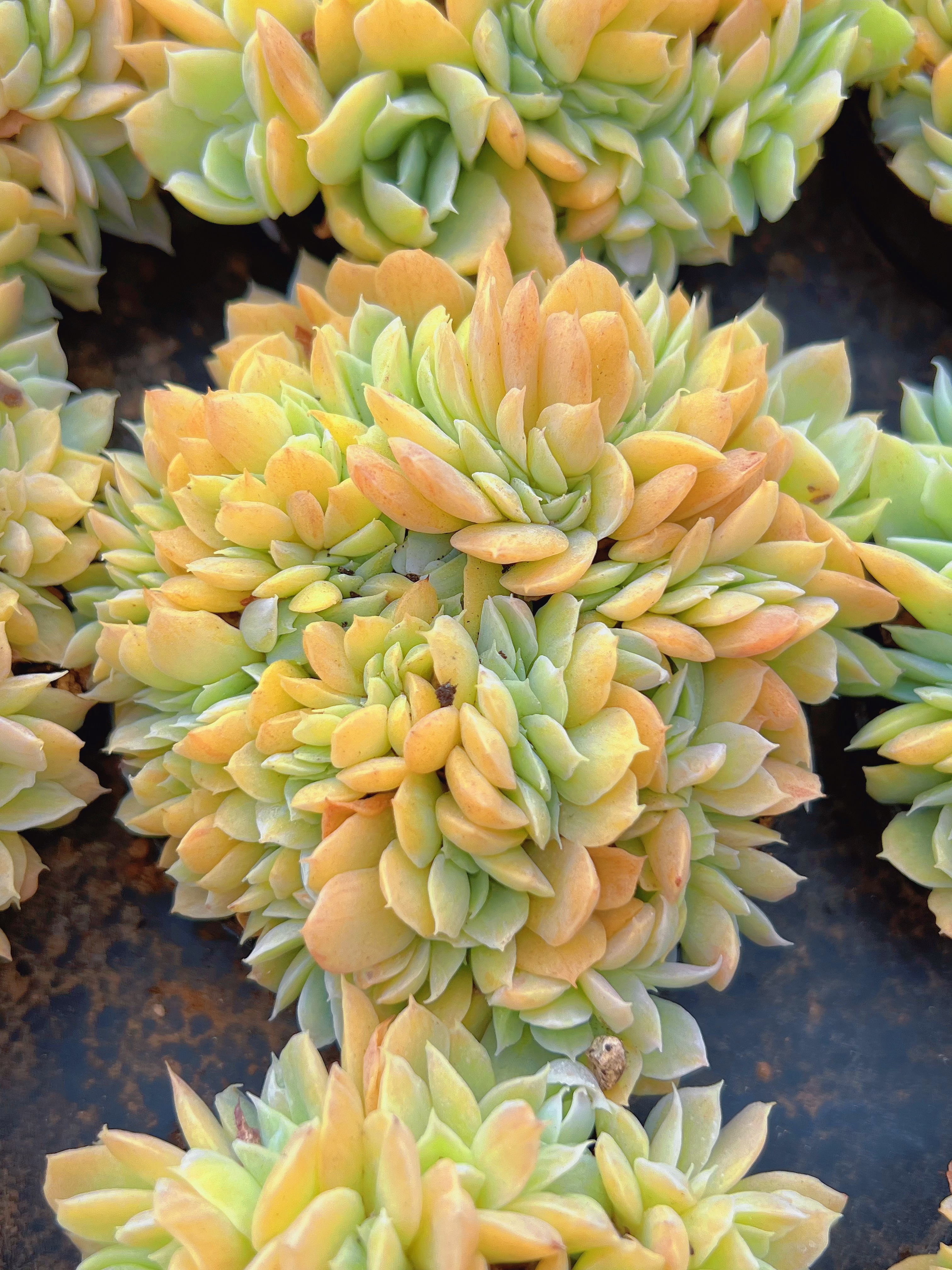 伯克利杂锦缀（6-8cm）脱土