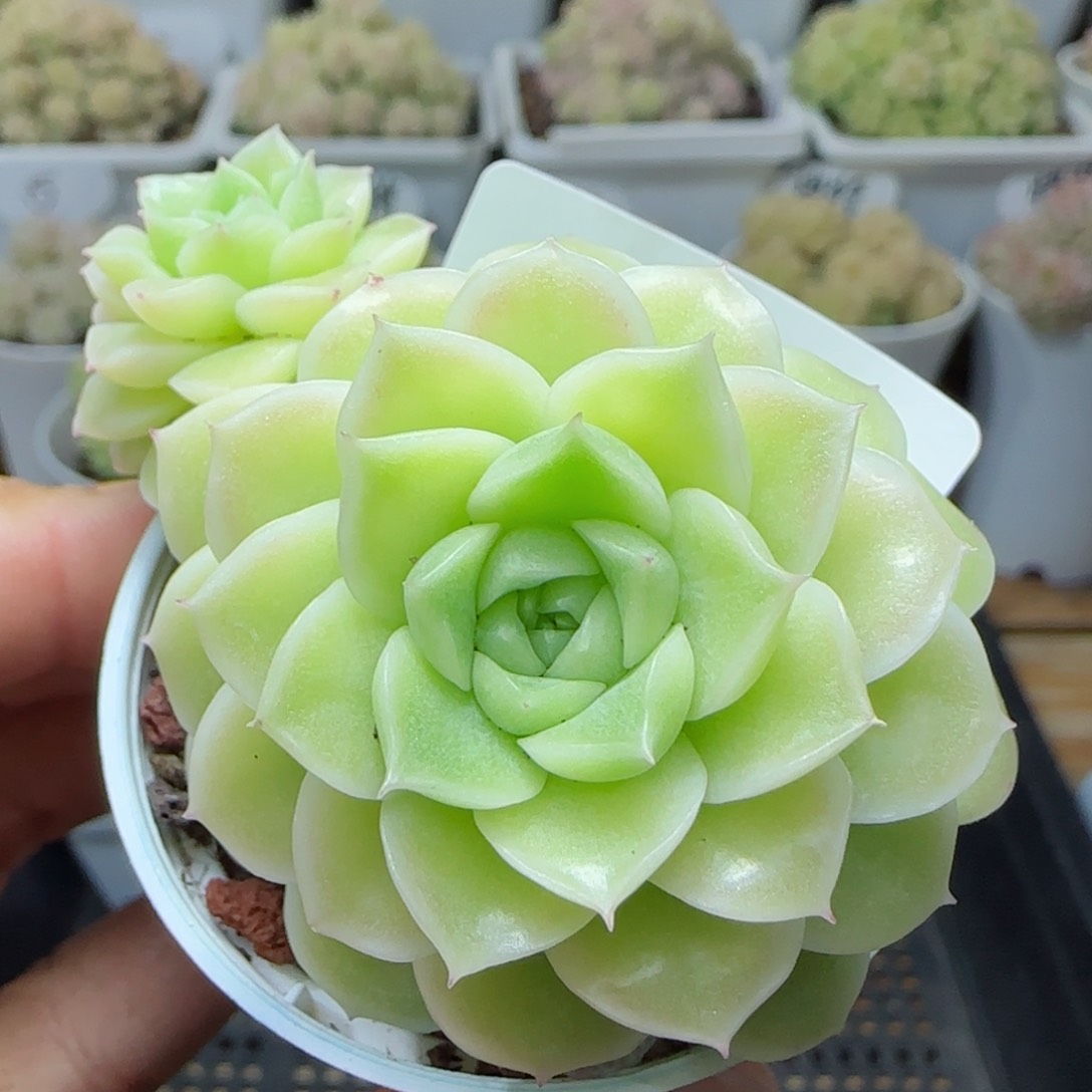 【闪购商品】0310-119优选麦杆