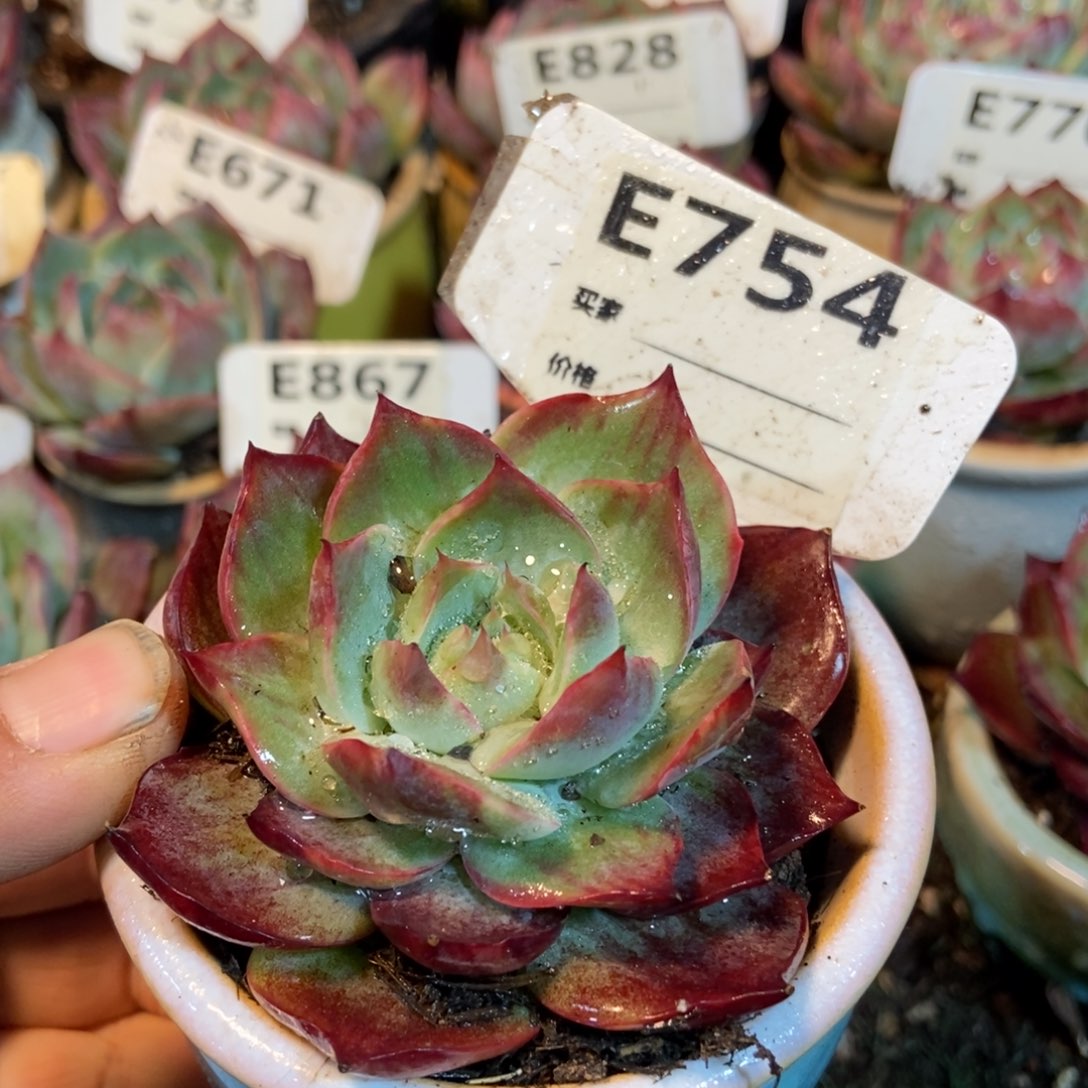 惊鸿一瞥754号楼下