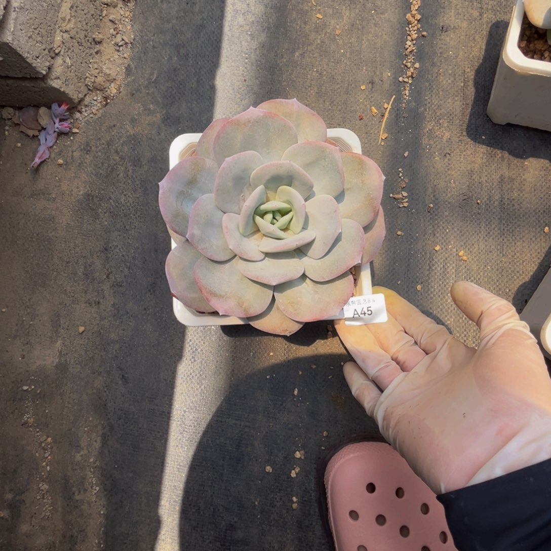 a45奶茶呀呀呀呀呀呀呀