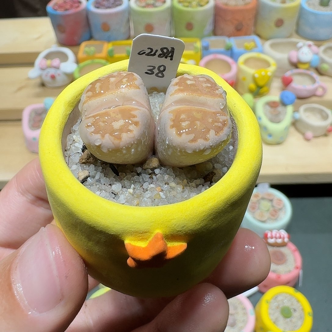 红陶蘑菇504c218a饼干