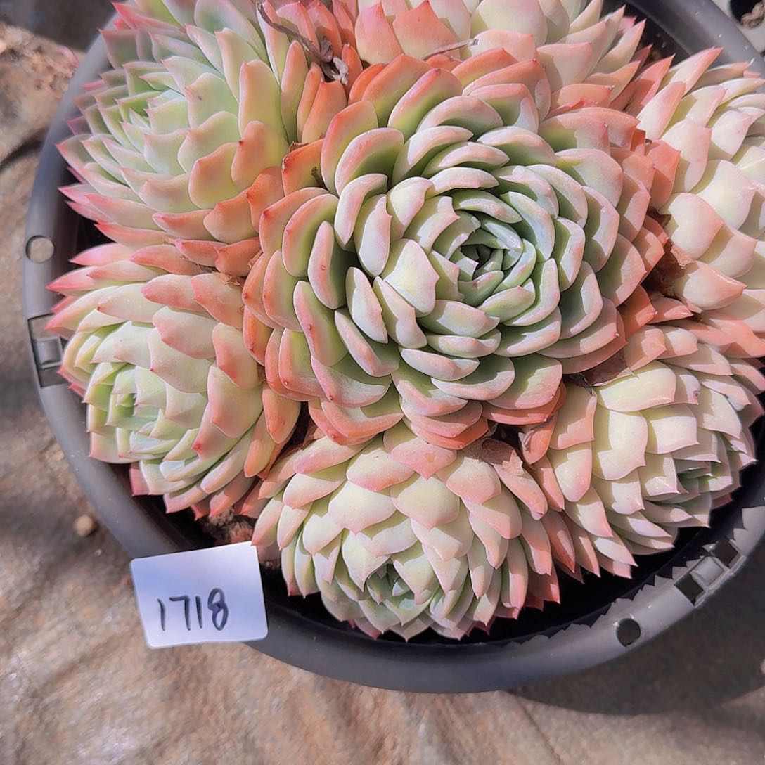 一****提1718莎莎女王多肉