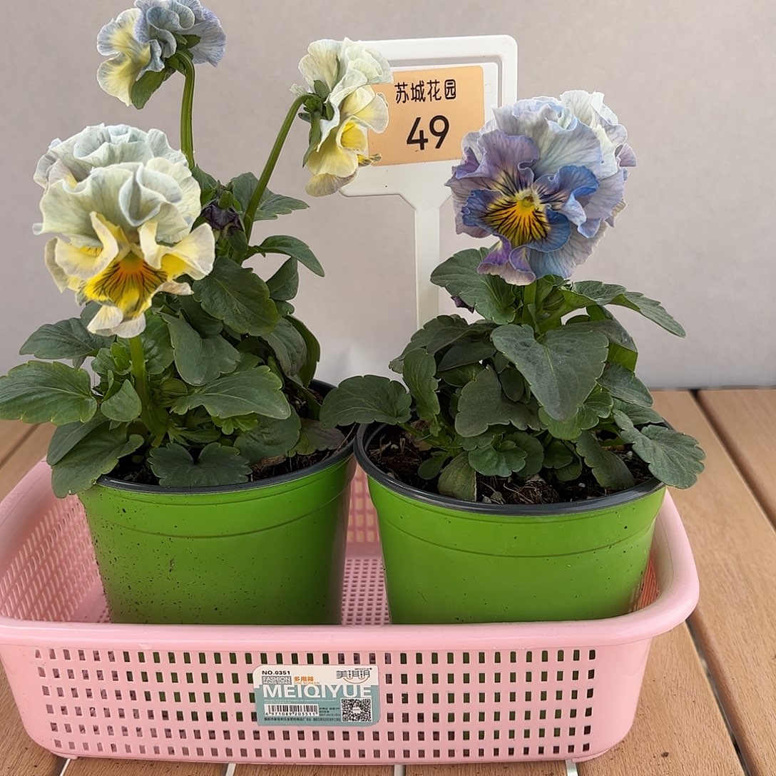 大部分开放少量花苞49