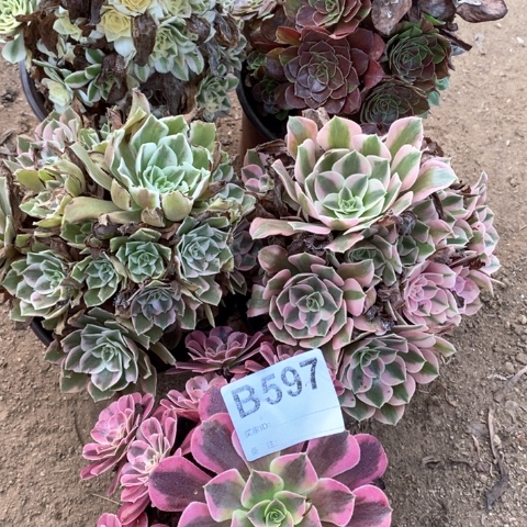 597五颗法师多肉植物