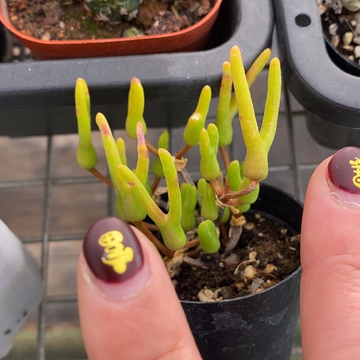 伯克利和格蕾纳等著名音乐