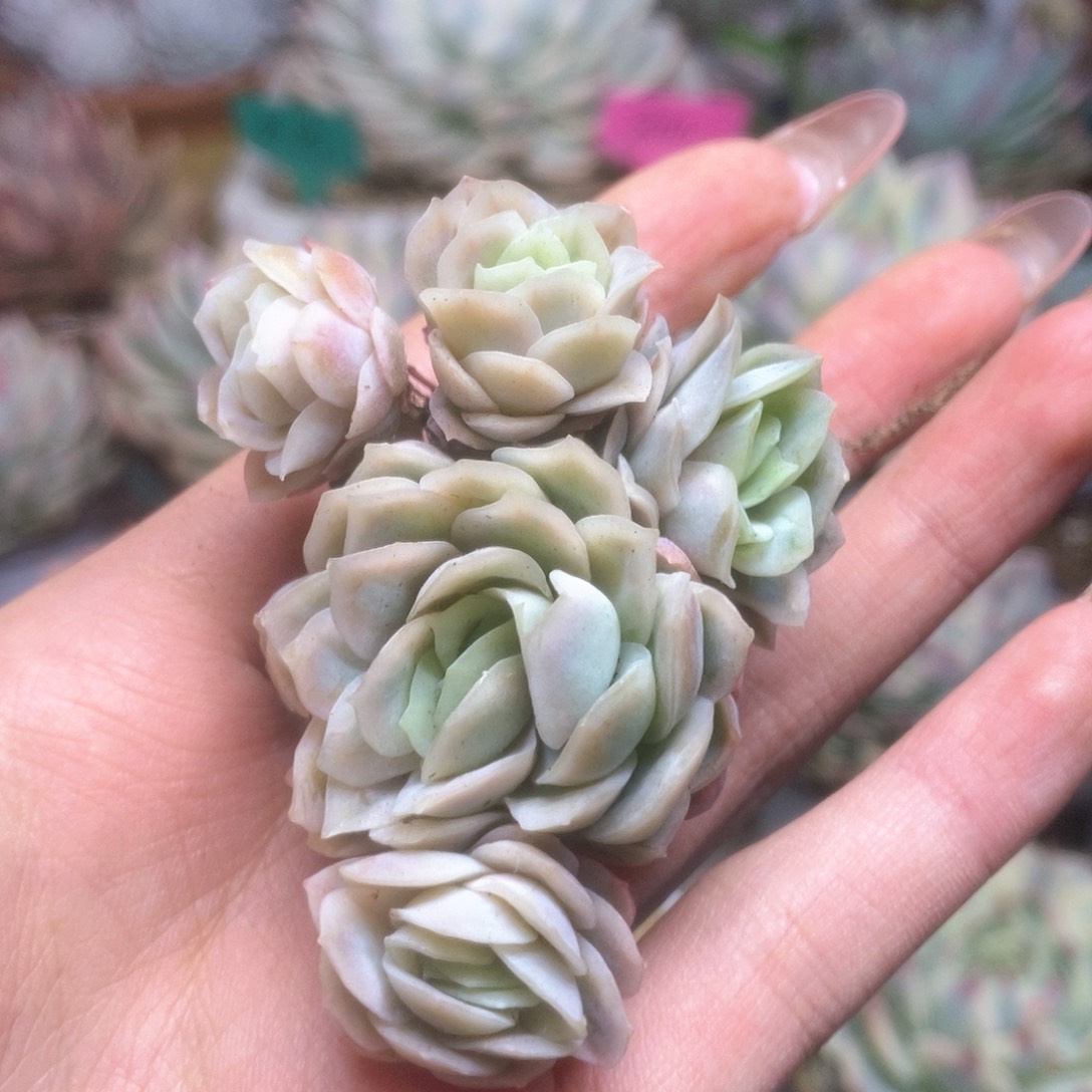 016冰玫锦锦锦锦锦锦