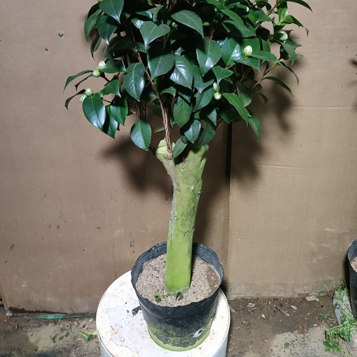 583四品，原盆原土发货，不包邮