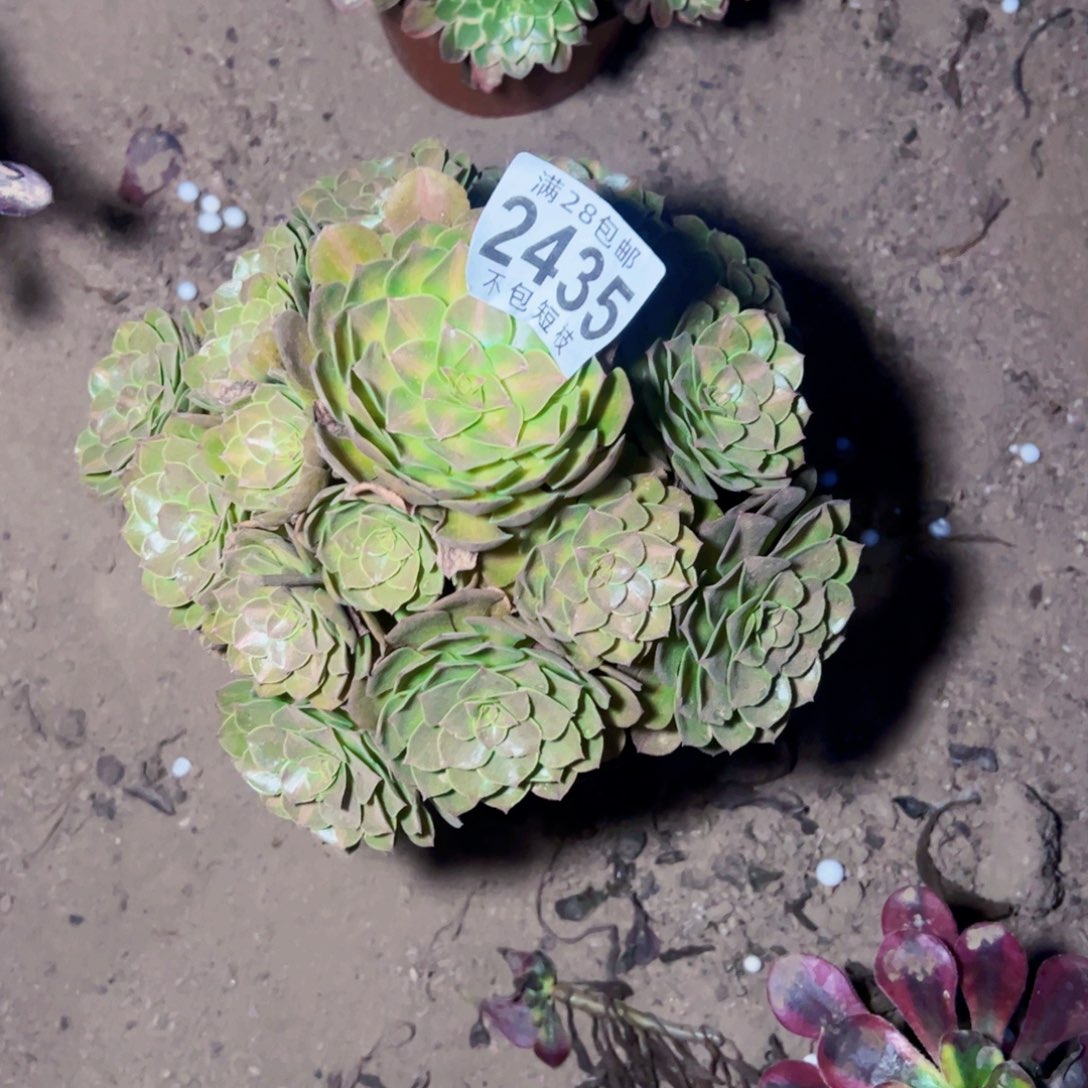 2435抹茶多肉植物法师