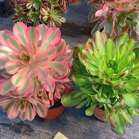 328粉女巫韶华中斑多肉植物