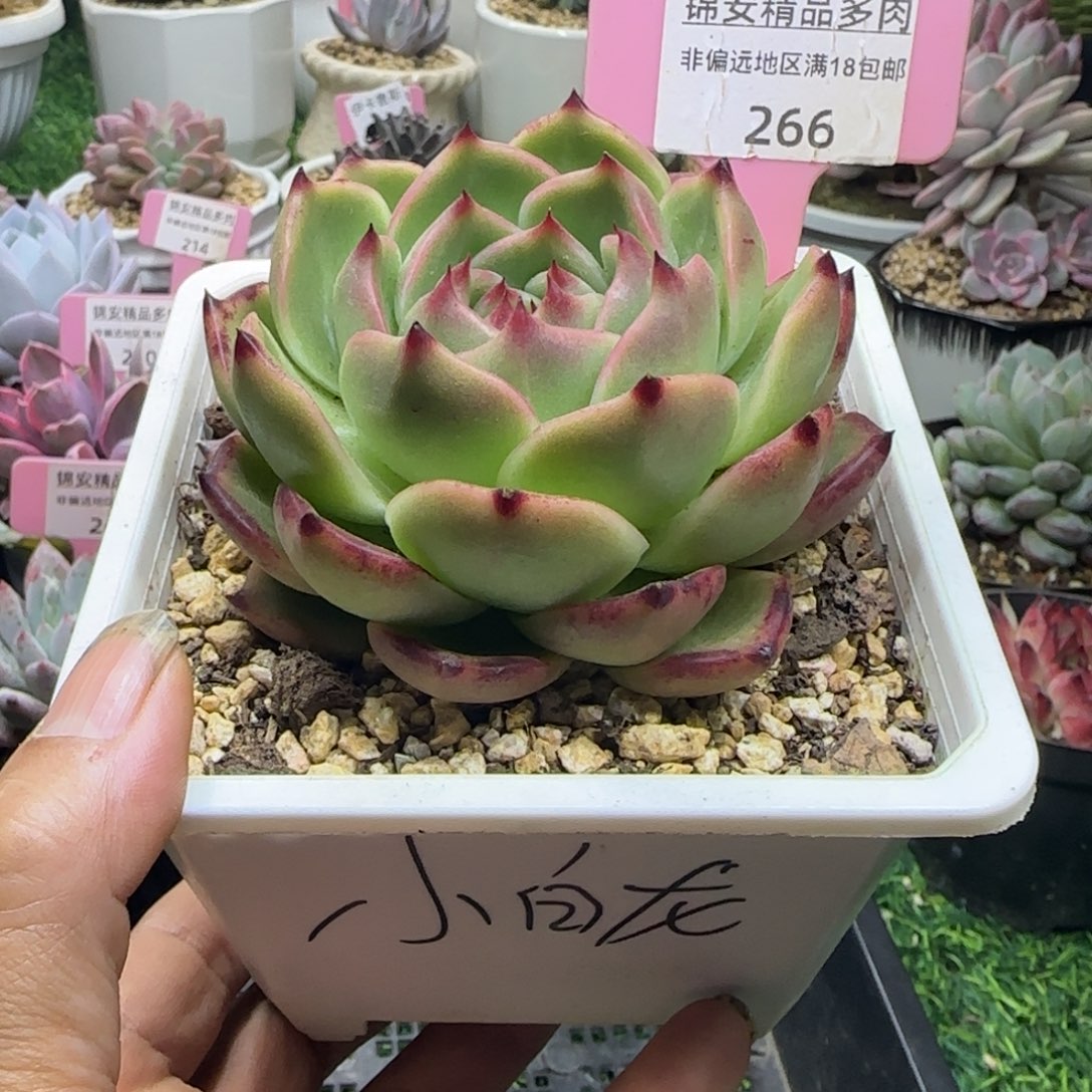锦安精品多肉植物266