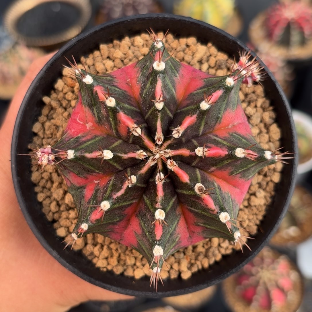 泰系米哈实生母本120