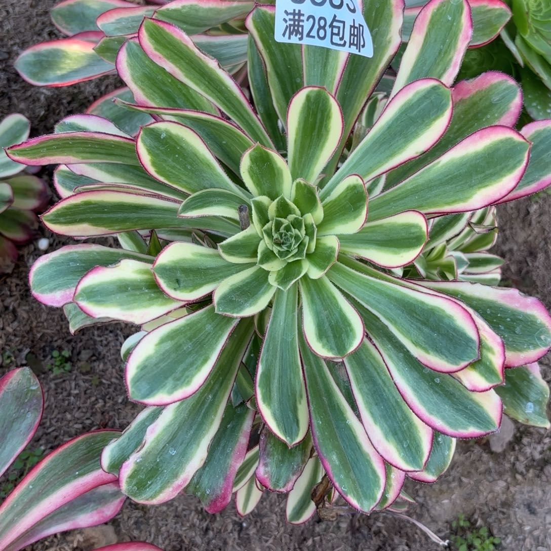 C.  6683冰淇淋多肉