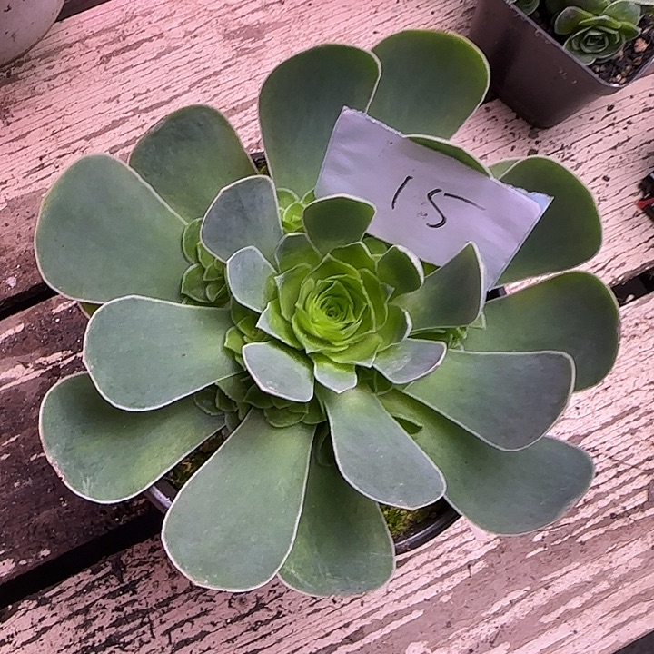 小***江山地玫瑰一物一拍带盆发15号