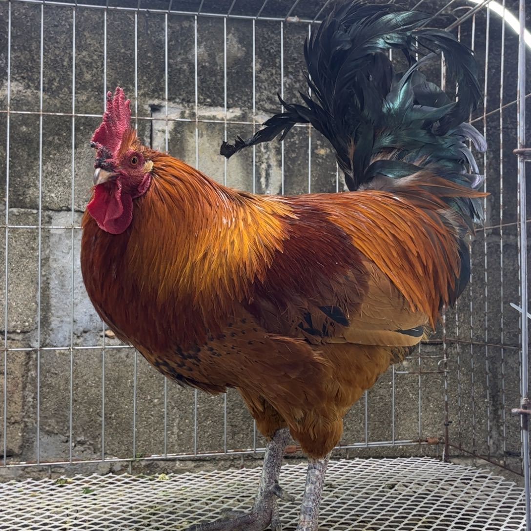 长尾鸡凤凰象限俩年老公鸡一只