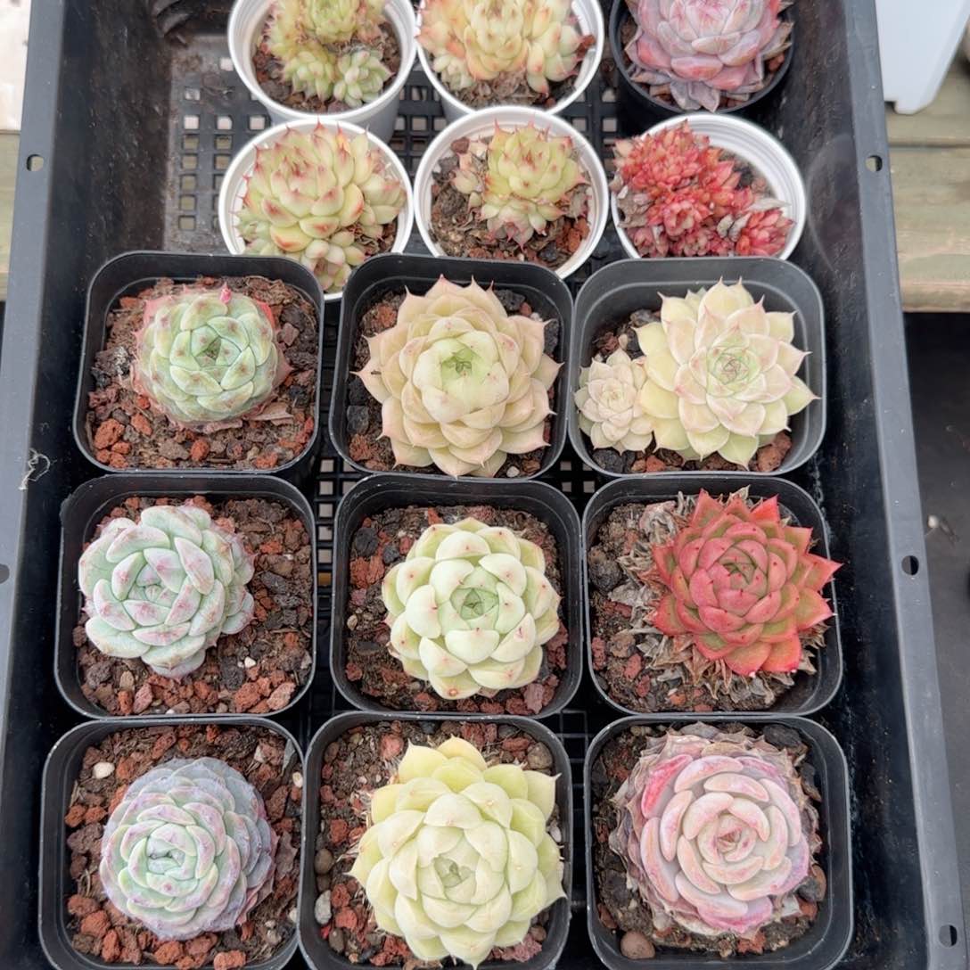 框拍框拍0210-120