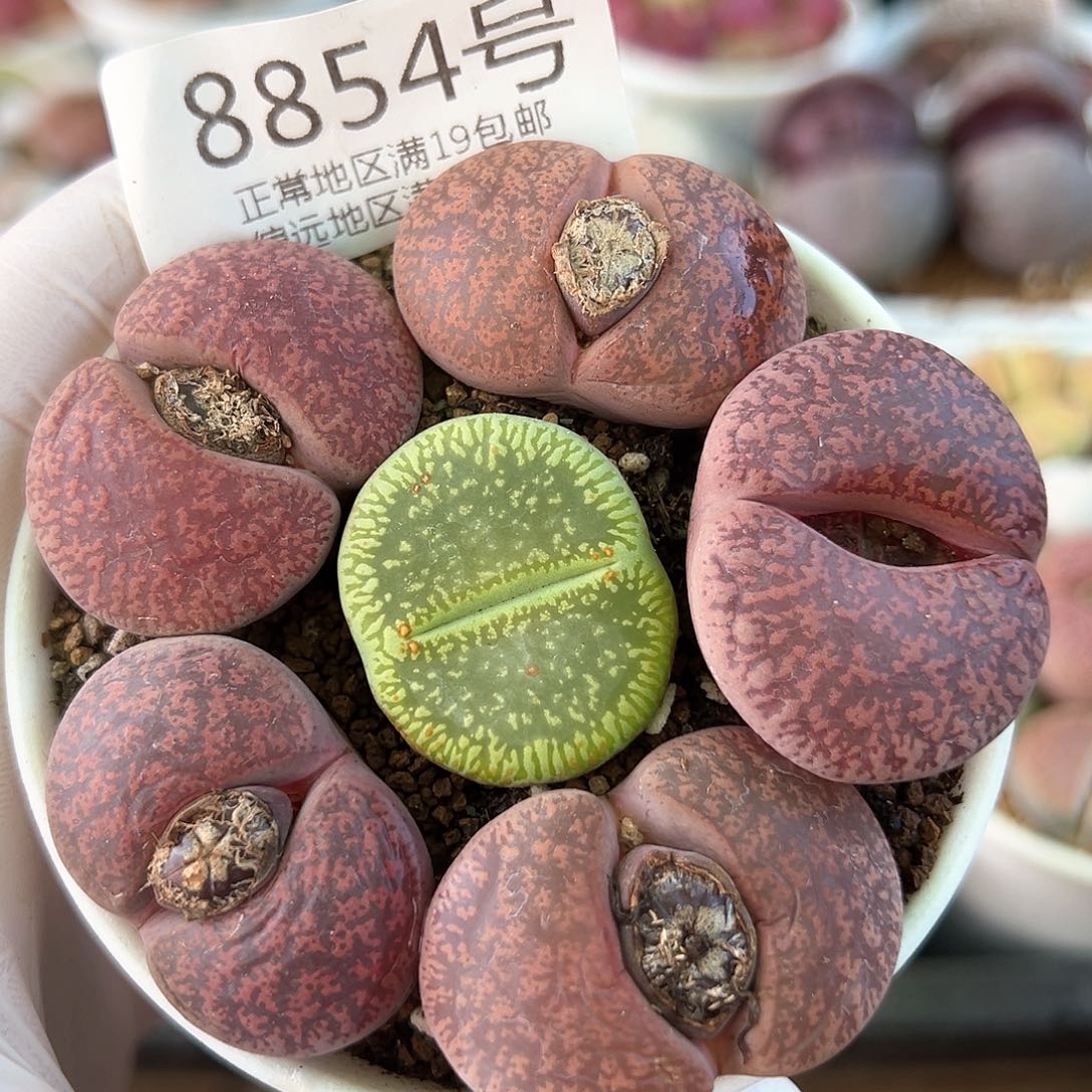 好养易活生石花大母本8854