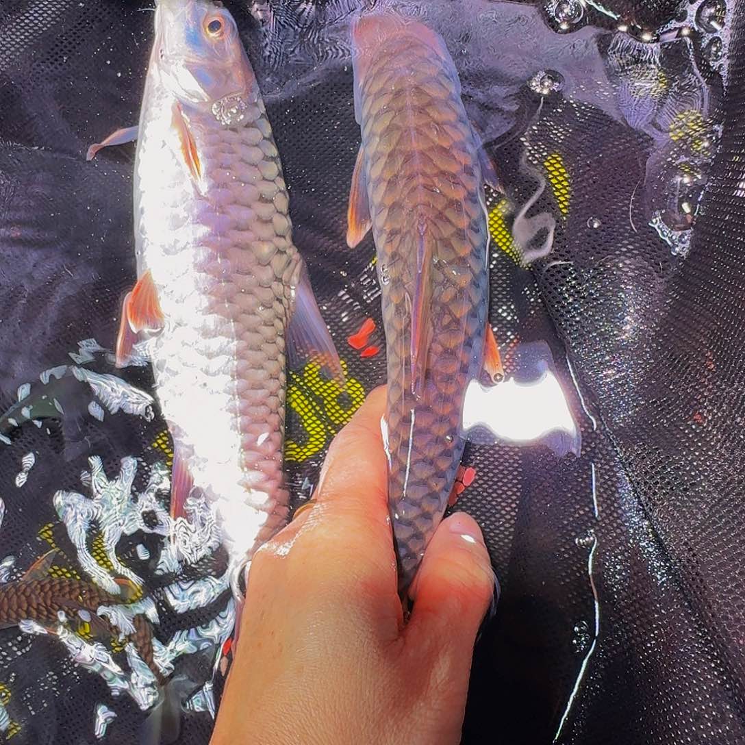 吉罗鱼缅甸红腹国结