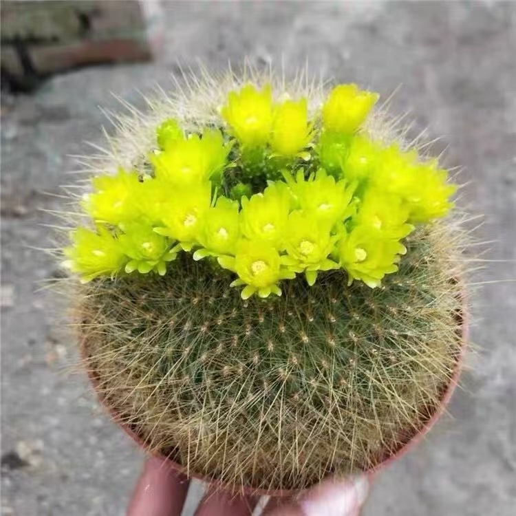 大号金雪光球球多肉植物