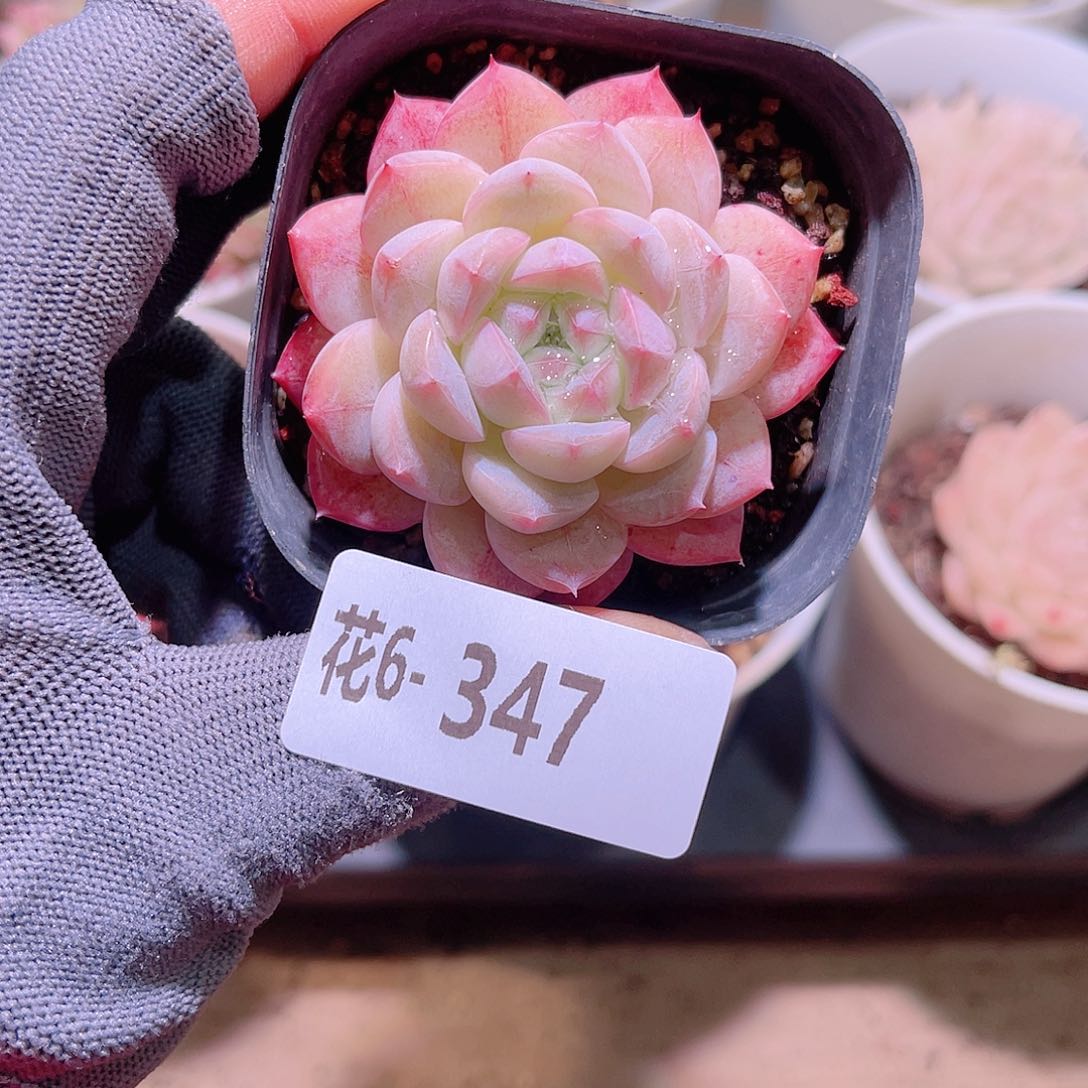 花06-347白桃汽水