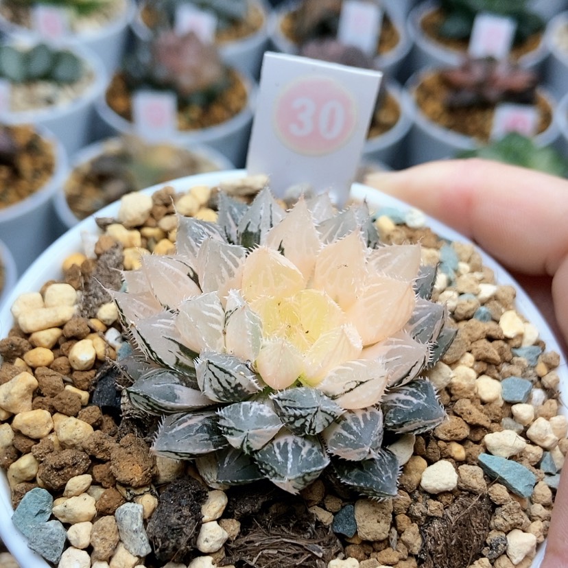 【闪购商品】30楼兰锦