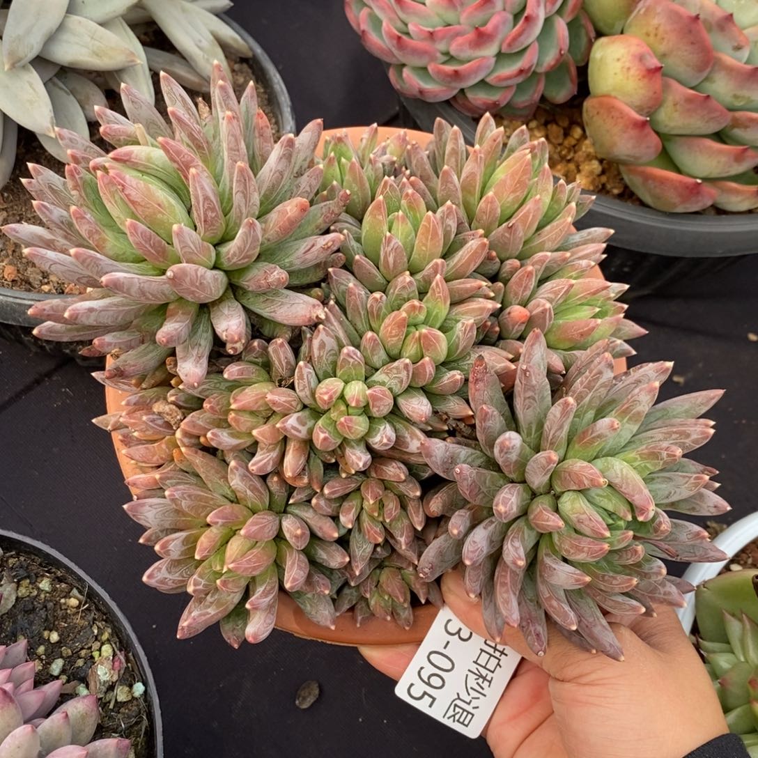 两单包邮1213-95炫彩星