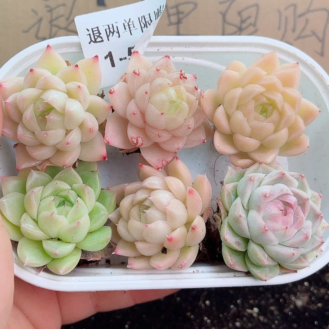 1-527 新疆西藏内蒙不发12.8包邮2-3公分多肉